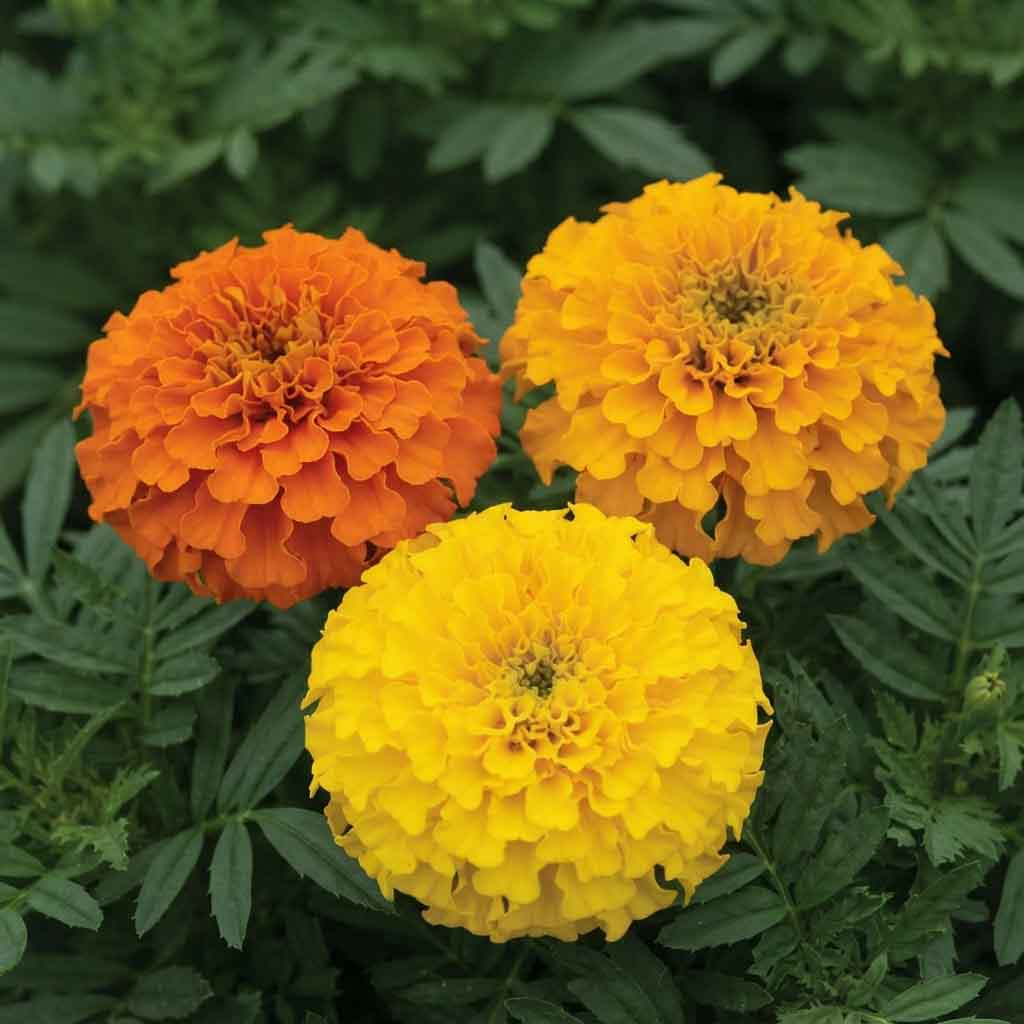 Marigold F1 Hybrid Seeds (Bulk Quantity / Jumbo Packs) | Premium Garden Blooms