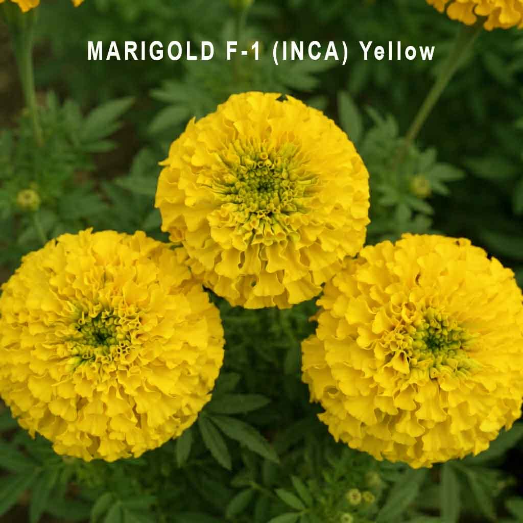 Marigold F1 Hybrid Seeds (Bulk Quantity / Jumbo Packs) | Premium Garden Blooms