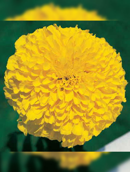 Marigold F-1 Inca