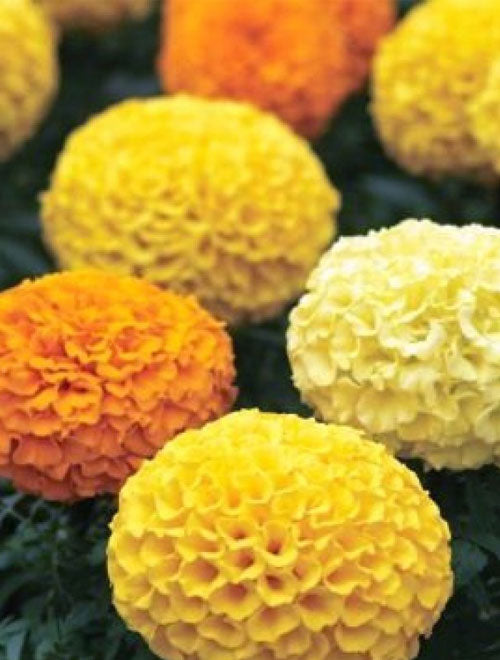 Marigold F-1 Inca