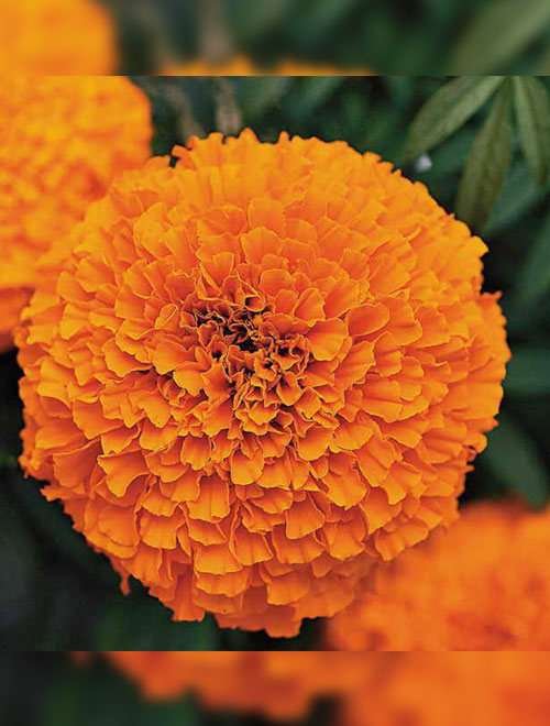 Marigold F-1 Inca