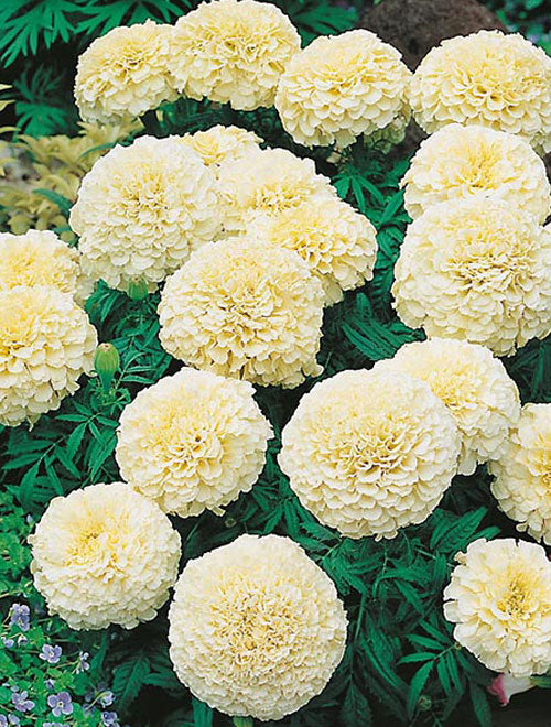 Marigold F-1 Vanilla