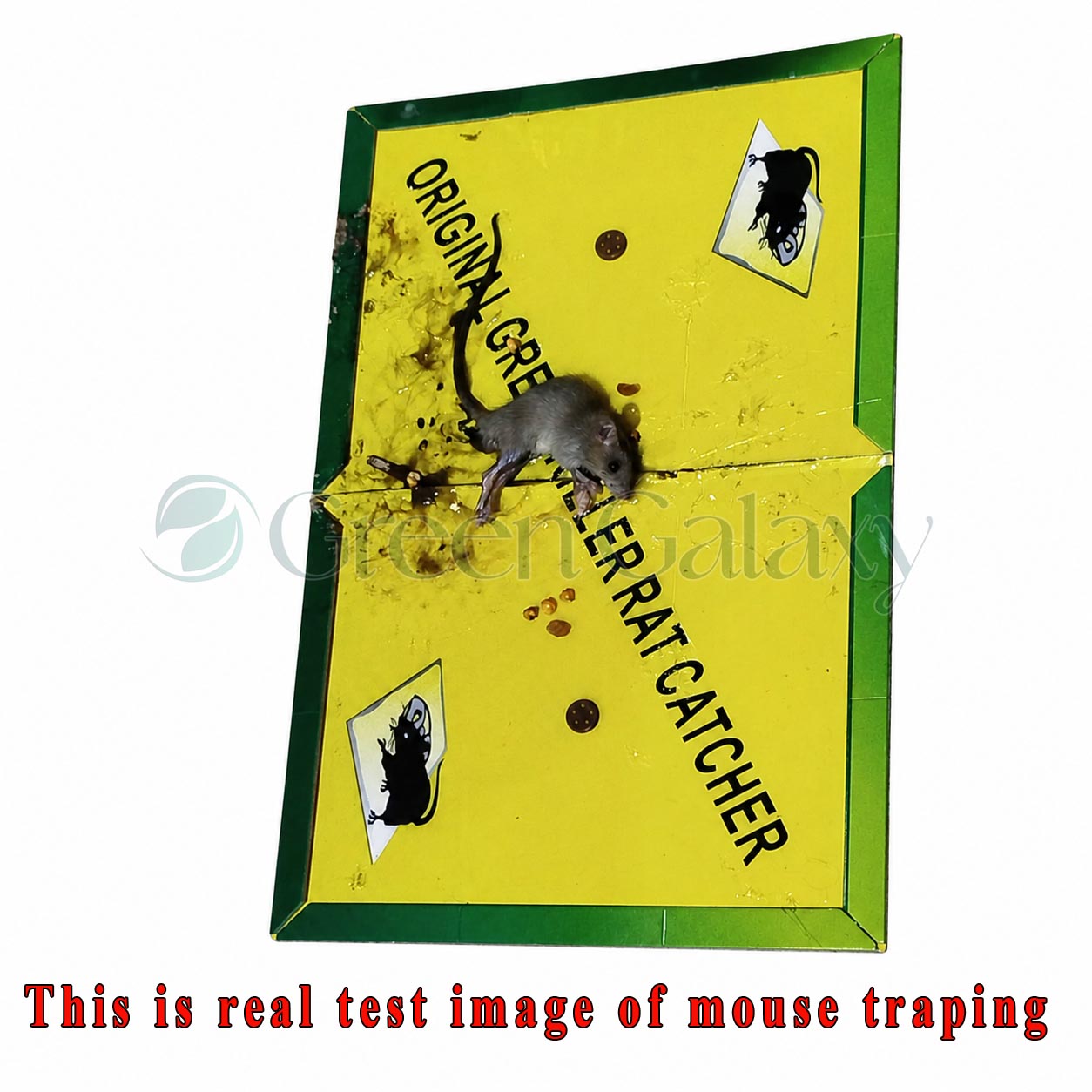 Super Glue Rat Boards – Heavy Duty Mouse Trap Glue Pad (Dual Attraction, Safe & Odorless)