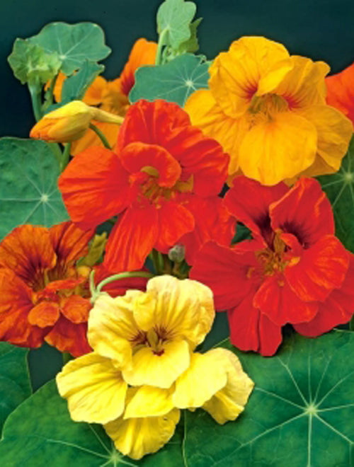 Nasturtium Mix