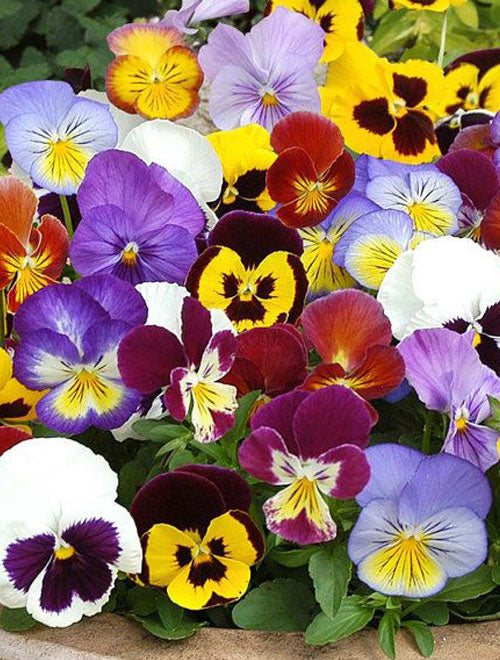 Pansy Swiss Giant Mix