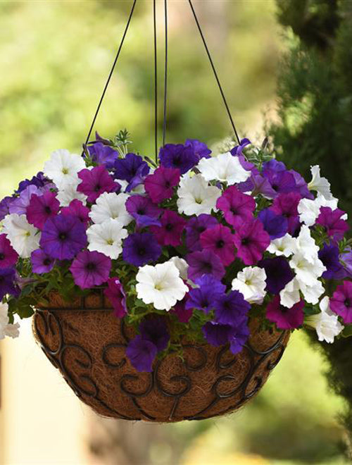 Petunia Easy Wave (Hanging) Mix