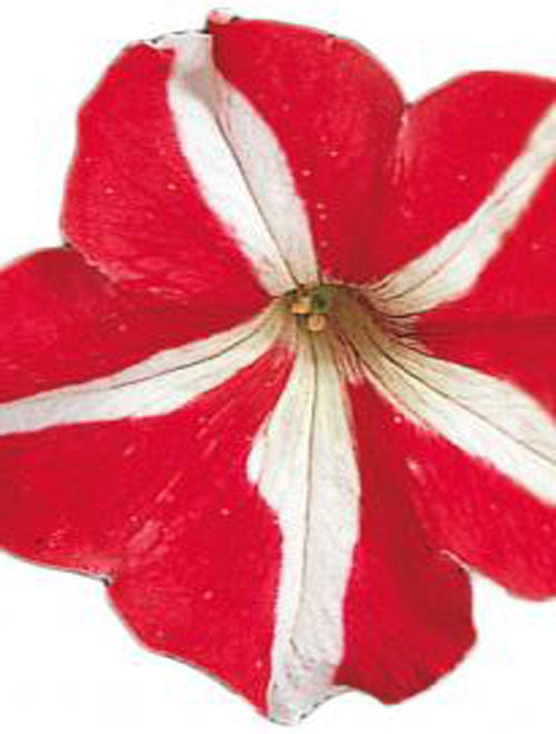 Petunia F-1 Star