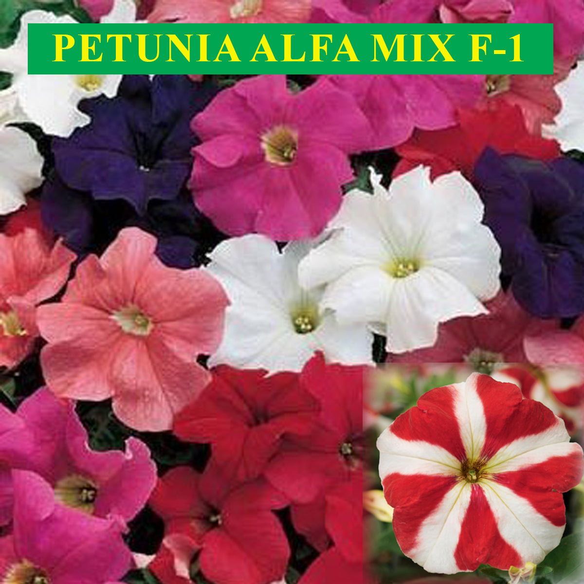 Petunia F-1 Alfa Mix