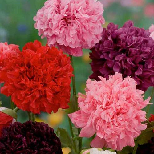 Poppy Peony F1 Hybrid Mix