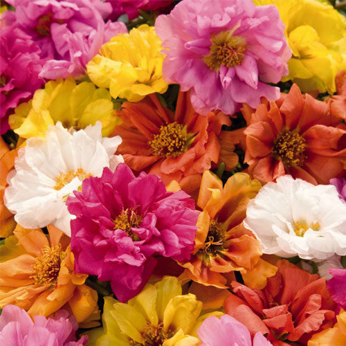 Portulacca Grandiflora Sundial Mix F1 Hybrid