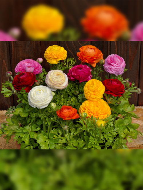 Ranunculus F-1 Bloomingdale II Mix