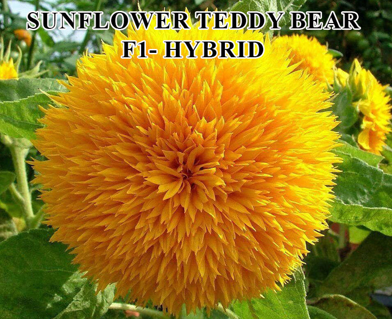 Sunflower Teddy Bear F1 Hybrid