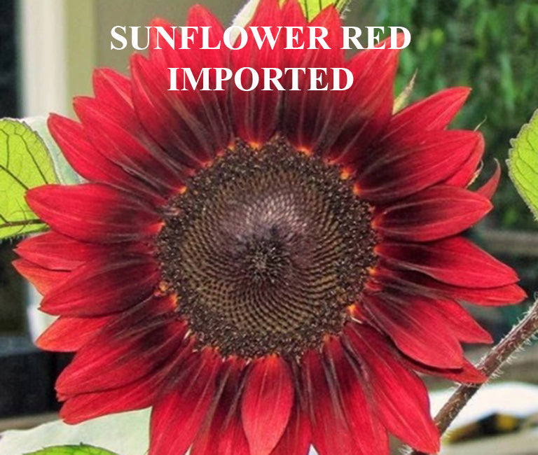 Sunflower Florenza Red Imported