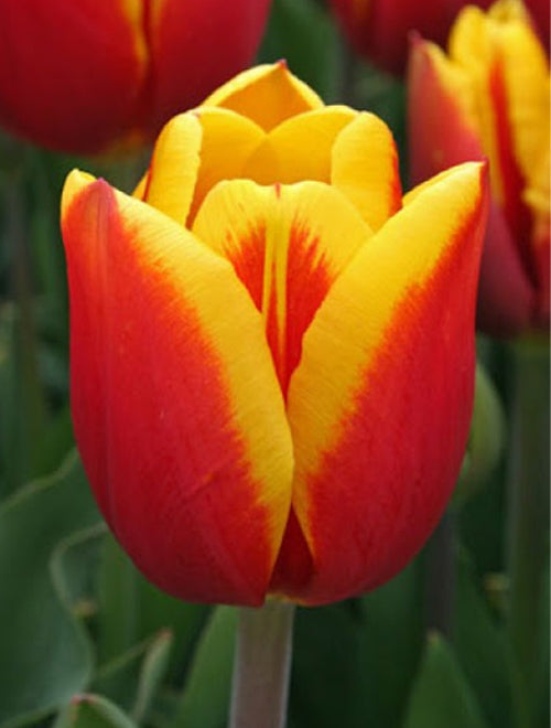 Tulips Bulbs