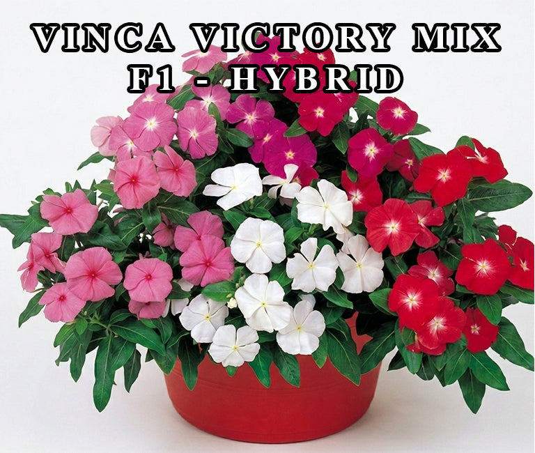 Vinca Victory Mix F1 Hybrid