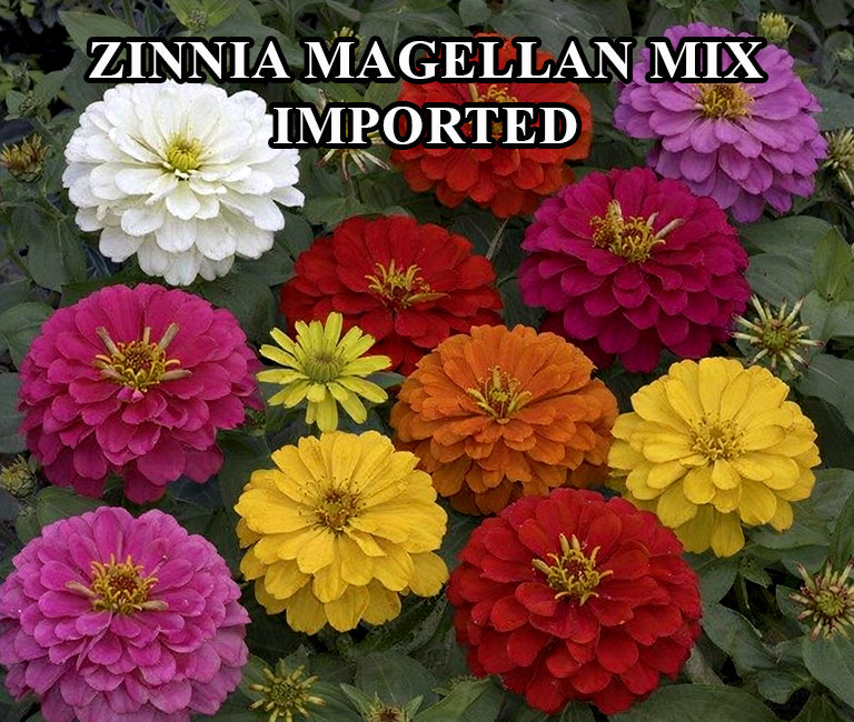 Zinnia Magellan Mix