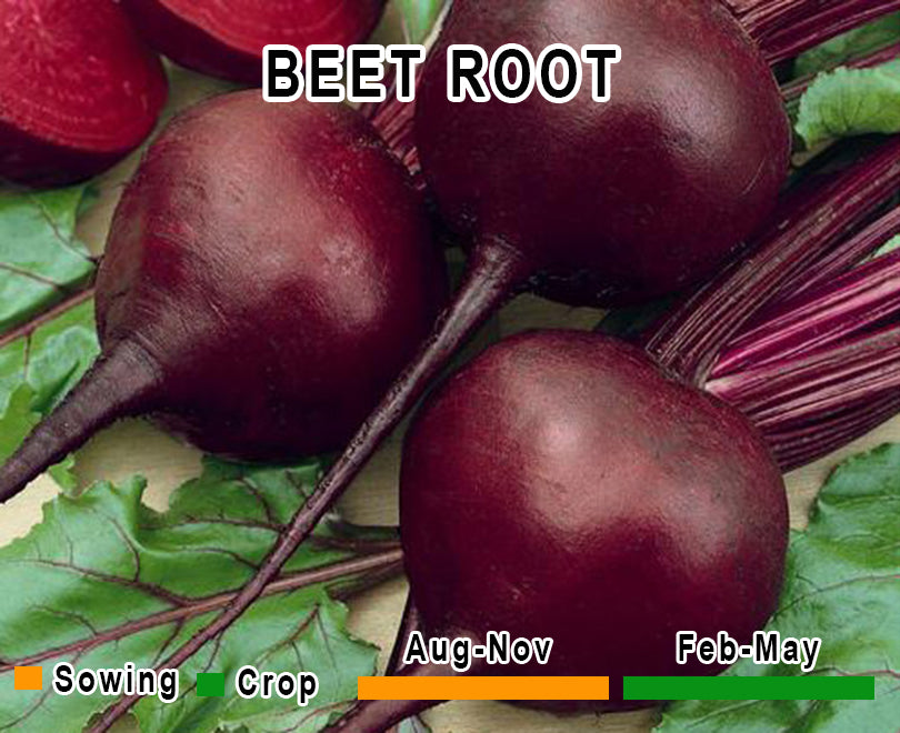 Beet Root (Chukandar)