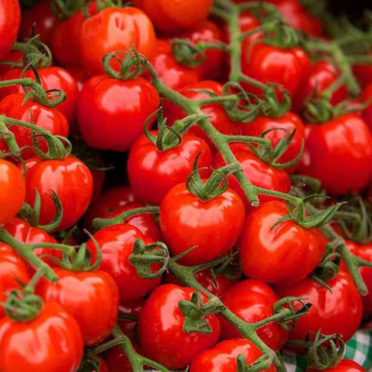 Premium Imported Cherry Tomato Seeds |Tested Quality & High Germination Rate |Red & Yellow