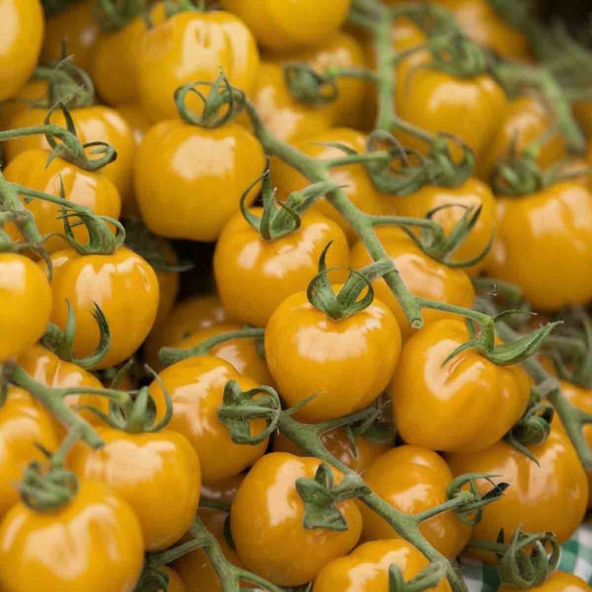Premium Imported Cherry Tomato Seeds |Tested Quality & High Germination Rate |Red & Yellow