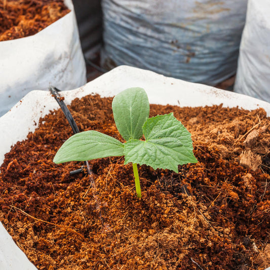 buy coco peat