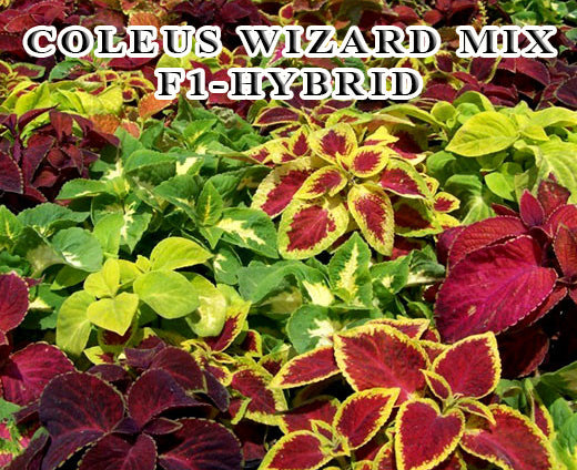 Coleus Wizard Mix F1 Hybrid