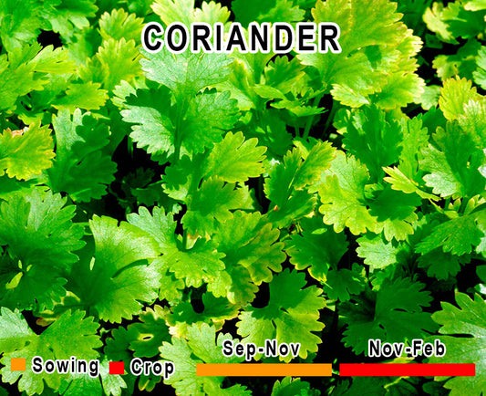 Coriander (Dhania)