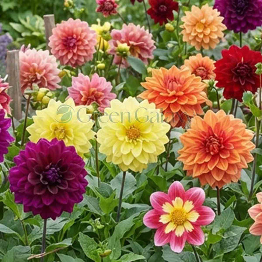 Dahlia Decorative Giant Mix
