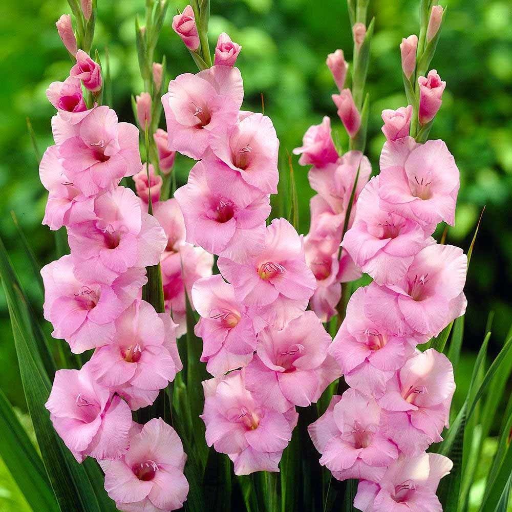 Gladiolus