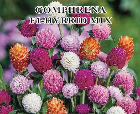 Gomphrena Mix F1 Hybrid