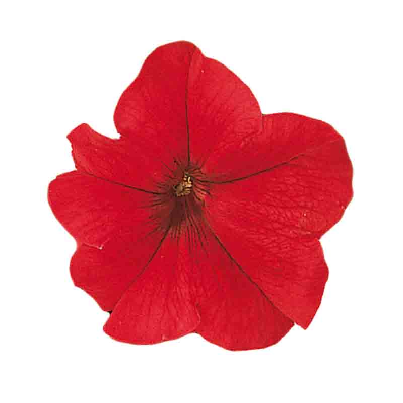 Petunia Falcon F1 Hybrid Seeds Online in Pakistan | High Germination (Single Color Each Pack)