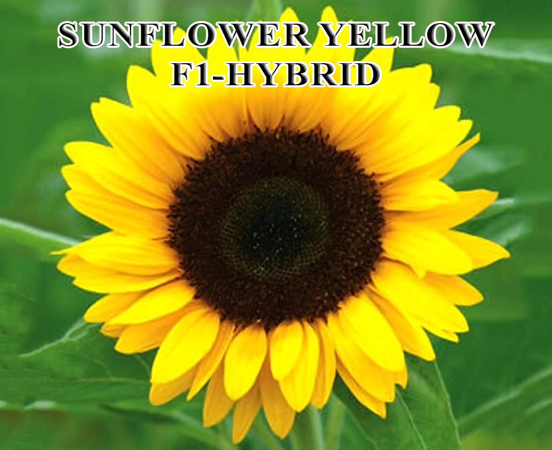 Sunflower Yellow F1 Hybrid