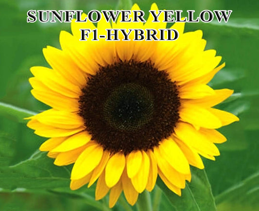 Sunflower Yellow F1 Hybrid