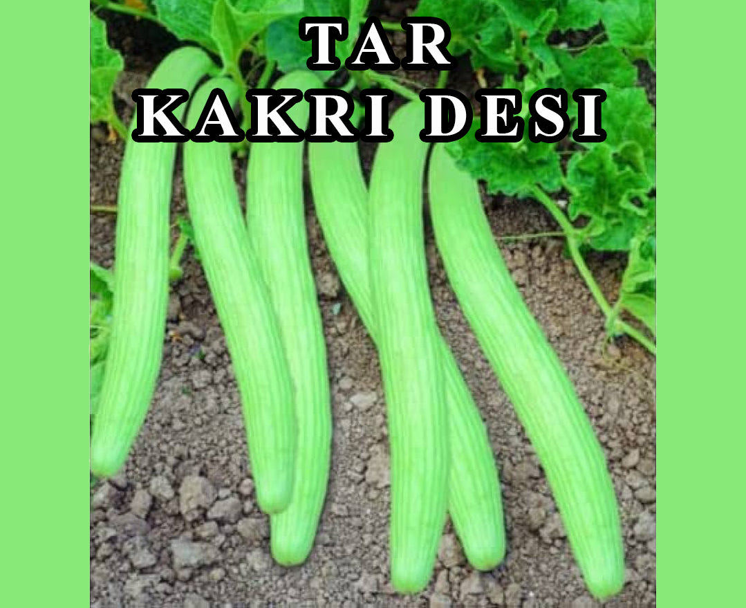 Tar Desi (Kakri)