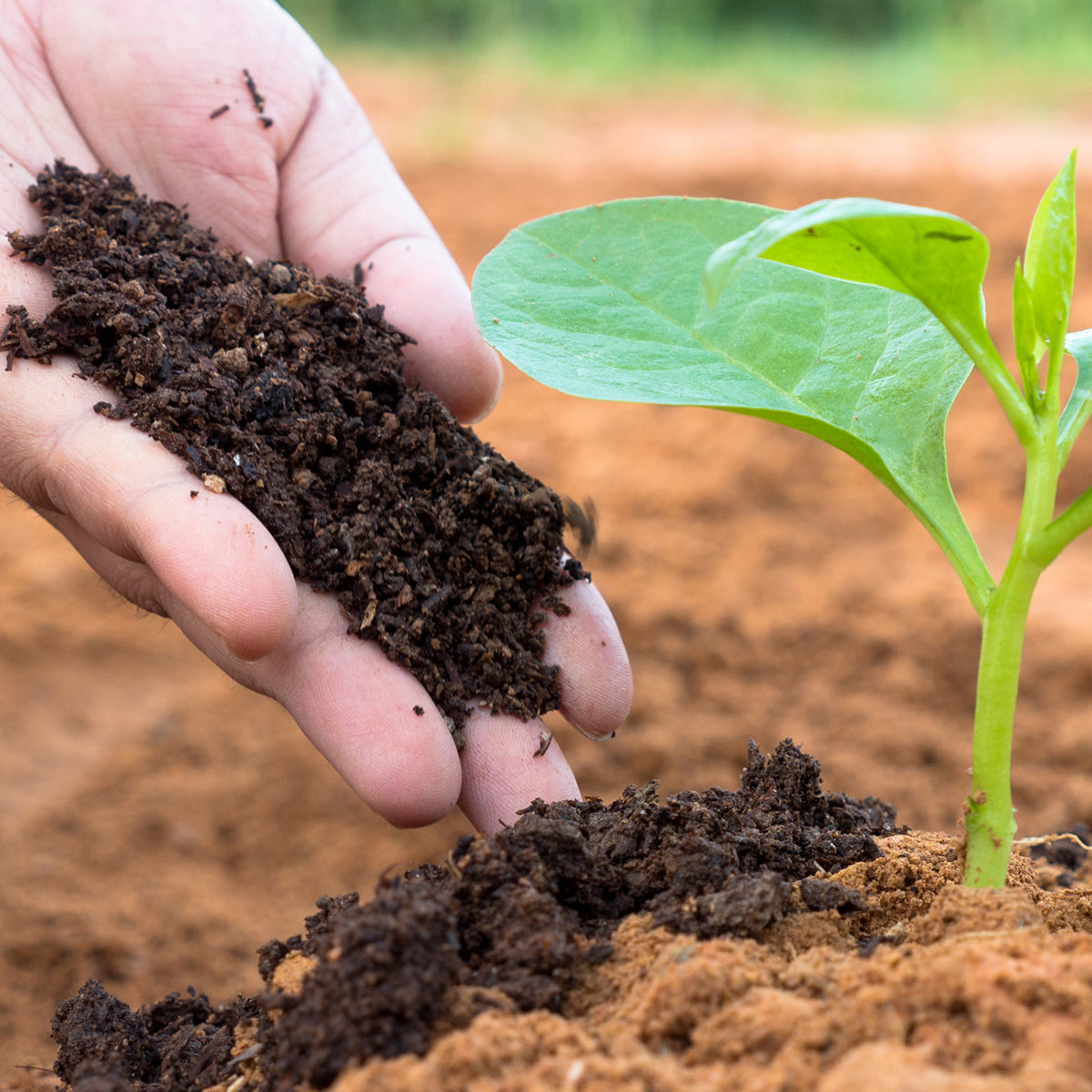 VERMICOMPOST 1 - 5 KG