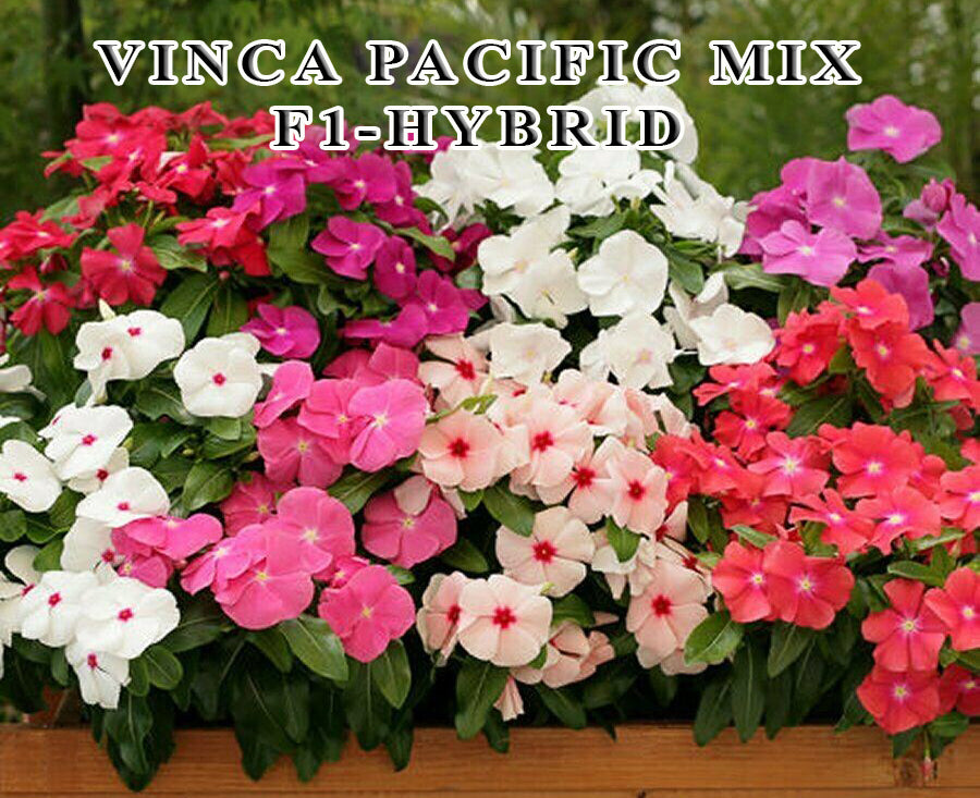 Vinca Pacific Mix F1 Hybrid