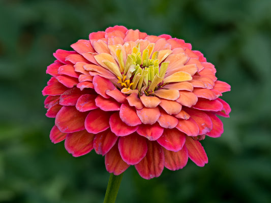 Zinnia Elegans Mix F1 Hybrid